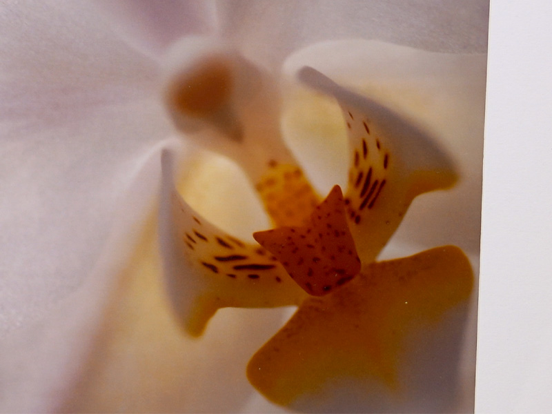 Secret d'Orchidée